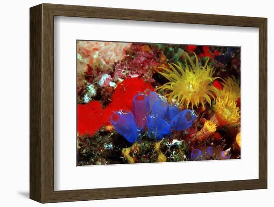 Blue Sea Squirts or Tunicates (Dendrophillia) and Yellow Cave Coral (Tubastrea)-Reinhard Dirscherl-Framed Photographic Print