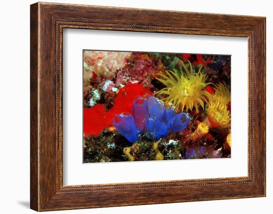 Blue Sea Squirts or Tunicates (Dendrophillia) and Yellow Cave Coral (Tubastrea)-Reinhard Dirscherl-Framed Photographic Print