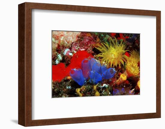 Blue Sea Squirts or Tunicates (Dendrophillia) and Yellow Cave Coral (Tubastrea)-Reinhard Dirscherl-Framed Photographic Print