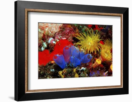 Blue Sea Squirts or Tunicates (Dendrophillia) and Yellow Cave Coral (Tubastrea)-Reinhard Dirscherl-Framed Photographic Print