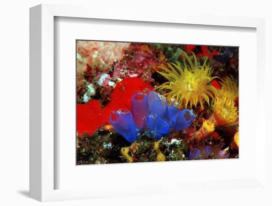 Blue Sea Squirts or Tunicates (Dendrophillia) and Yellow Cave Coral (Tubastrea)-Reinhard Dirscherl-Framed Photographic Print