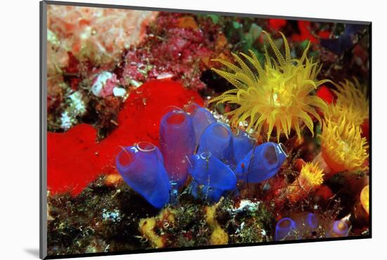 Blue Sea Squirts or Tunicates (Dendrophillia) and Yellow Cave Coral (Tubastrea)-Reinhard Dirscherl-Mounted Photographic Print