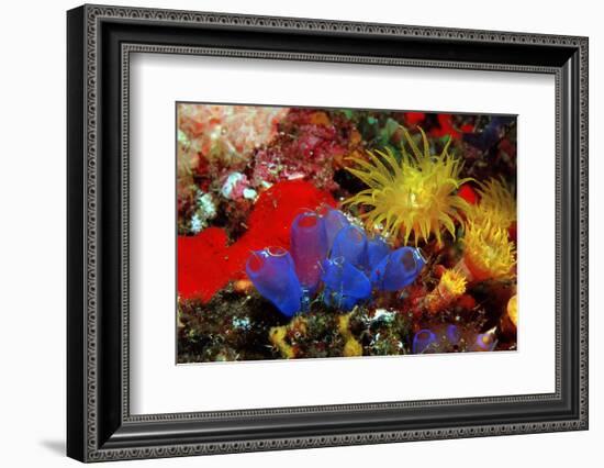 Blue Sea Squirts or Tunicates (Dendrophillia) and Yellow Cave Coral (Tubastrea)-Reinhard Dirscherl-Framed Photographic Print