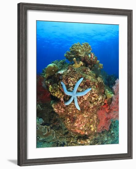 Blue Sea Star and brilliant red sea fans near Komba Island in the Flores Sea, Indonesia-Stuart Westmorland-Framed Photographic Print