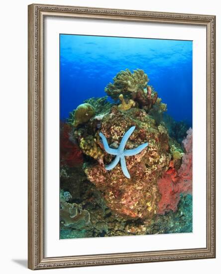 Blue Sea Star and brilliant red sea fans near Komba Island in the Flores Sea, Indonesia-Stuart Westmorland-Framed Photographic Print