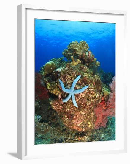 Blue Sea Star and brilliant red sea fans near Komba Island in the Flores Sea, Indonesia-Stuart Westmorland-Framed Photographic Print