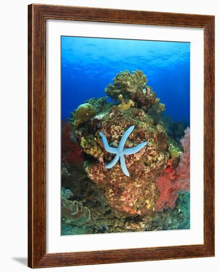 Blue Sea Star and brilliant red sea fans near Komba Island in the Flores Sea, Indonesia-Stuart Westmorland-Framed Photographic Print