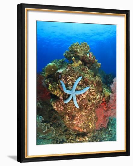 Blue Sea Star and brilliant red sea fans near Komba Island in the Flores Sea, Indonesia-Stuart Westmorland-Framed Photographic Print