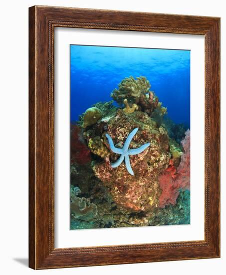 Blue Sea Star and brilliant red sea fans near Komba Island in the Flores Sea, Indonesia-Stuart Westmorland-Framed Photographic Print