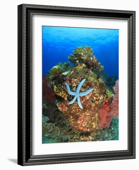 Blue Sea Star and brilliant red sea fans near Komba Island in the Flores Sea, Indonesia-Stuart Westmorland-Framed Photographic Print