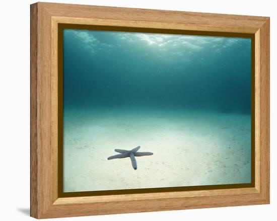 Blue Sea Star in Open Ocean-null-Framed Premier Image Canvas