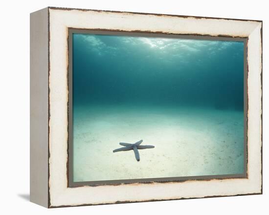 Blue Sea Star in Open Ocean-null-Framed Premier Image Canvas