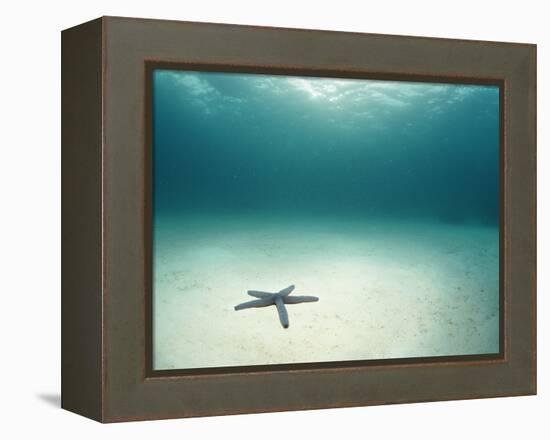 Blue Sea Star in Open Ocean-null-Framed Premier Image Canvas