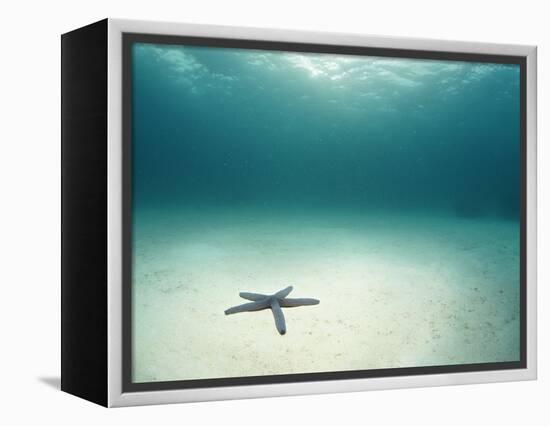 Blue Sea Star in Open Ocean-null-Framed Premier Image Canvas