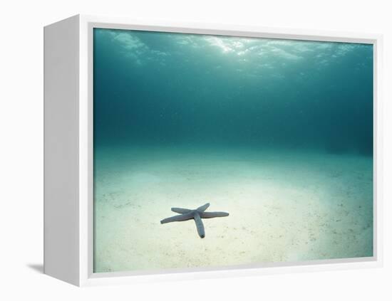 Blue Sea Star in Open Ocean-null-Framed Premier Image Canvas