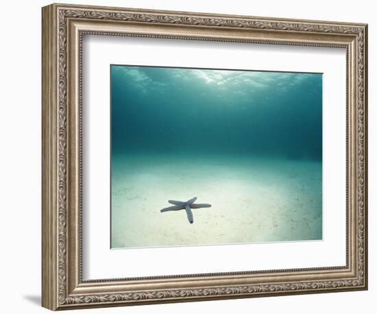 Blue Sea Star in Open Ocean-null-Framed Photographic Print