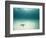 Blue Sea Star in Open Ocean-null-Framed Photographic Print