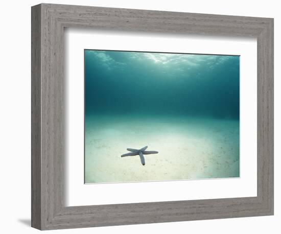 Blue Sea Star in Open Ocean-null-Framed Photographic Print