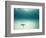 Blue Sea Star in Open Ocean-null-Framed Photographic Print