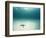 Blue Sea Star in Open Ocean-null-Framed Photographic Print