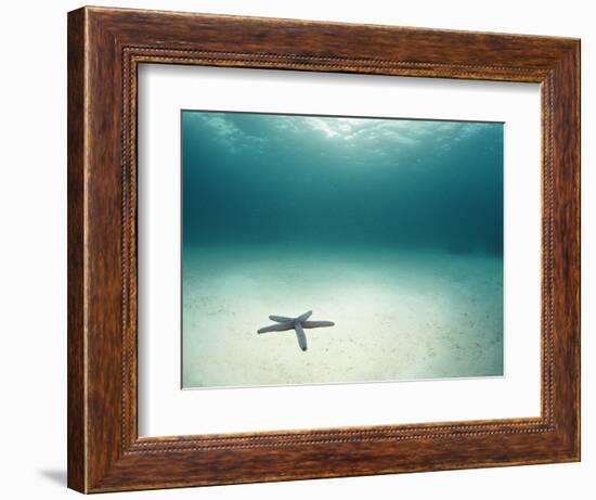 Blue Sea Star in Open Ocean-null-Framed Photographic Print