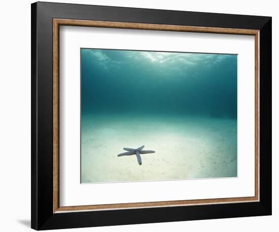 Blue Sea Star in Open Ocean-null-Framed Photographic Print