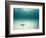 Blue Sea Star in Open Ocean-null-Framed Photographic Print