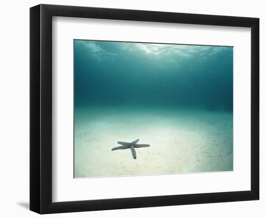 Blue Sea Star in Open Ocean-null-Framed Photographic Print