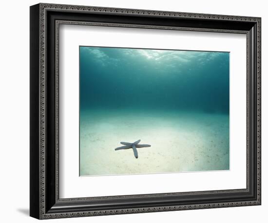 Blue Sea Star in Open Ocean-null-Framed Photographic Print