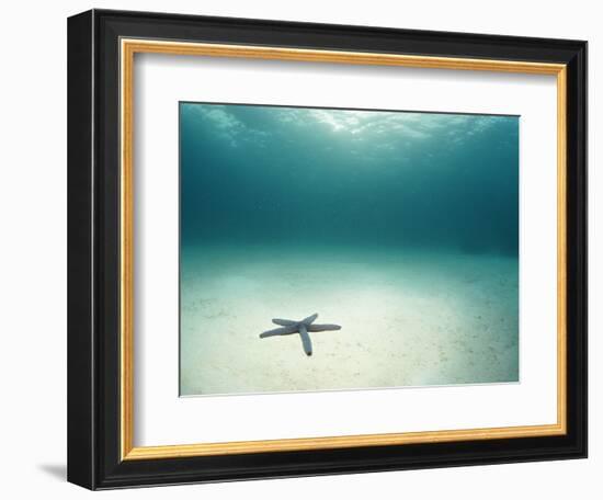 Blue Sea Star in Open Ocean-null-Framed Photographic Print