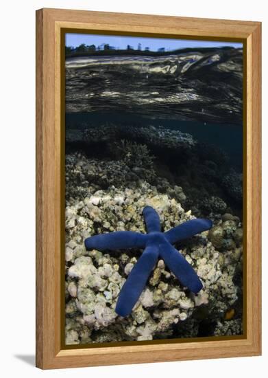 Blue Sea Star (Linckia Laevigata), on Coral Reef, Fiji-Pete Oxford-Framed Premier Image Canvas