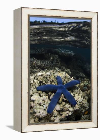 Blue Sea Star (Linckia Laevigata), on Coral Reef, Fiji-Pete Oxford-Framed Premier Image Canvas