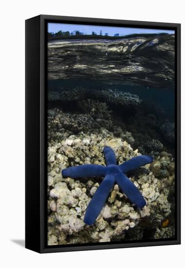 Blue Sea Star (Linckia Laevigata), on Coral Reef, Fiji-Pete Oxford-Framed Premier Image Canvas