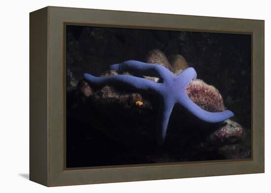 Blue Sea Star (Linckia Laevigata), Southern Thailand, Andaman Sea, Indian Ocean, Asia-Andrew Stewart-Framed Premier Image Canvas