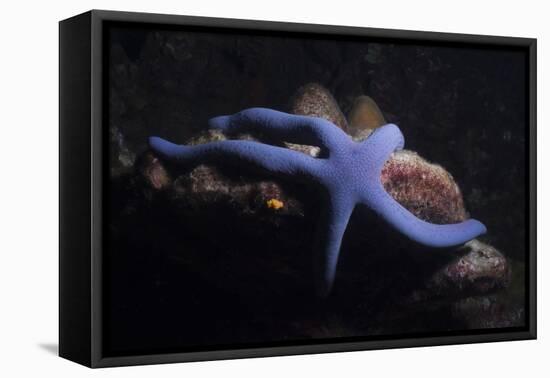 Blue Sea Star (Linckia Laevigata), Southern Thailand, Andaman Sea, Indian Ocean, Asia-Andrew Stewart-Framed Premier Image Canvas