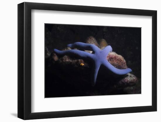 Blue Sea Star (Linckia Laevigata), Southern Thailand, Andaman Sea, Indian Ocean, Asia-Andrew Stewart-Framed Photographic Print