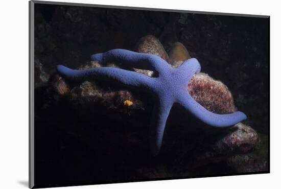 Blue Sea Star (Linckia Laevigata), Southern Thailand, Andaman Sea, Indian Ocean, Asia-Andrew Stewart-Mounted Photographic Print