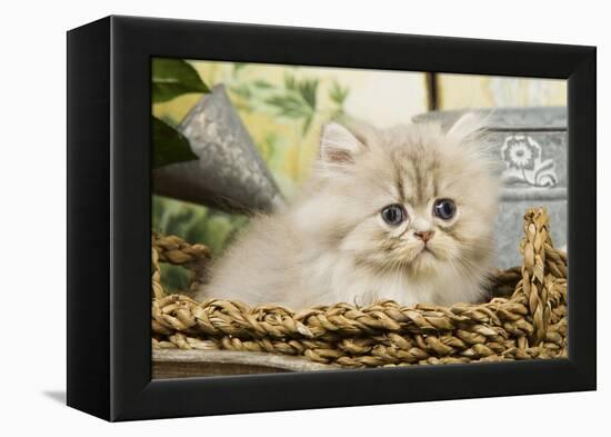 Blue Shaded Persian Kitten in Basket-null-Framed Premier Image Canvas