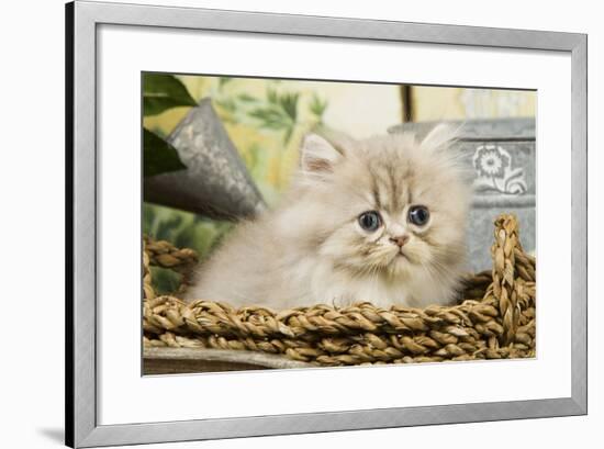 Blue Shaded Persian Kitten in Basket-null-Framed Photographic Print