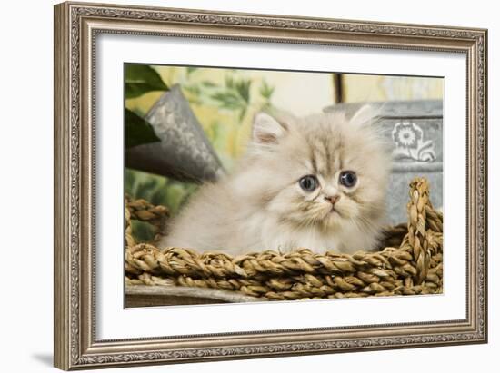 Blue Shaded Persian Kitten in Basket-null-Framed Photographic Print