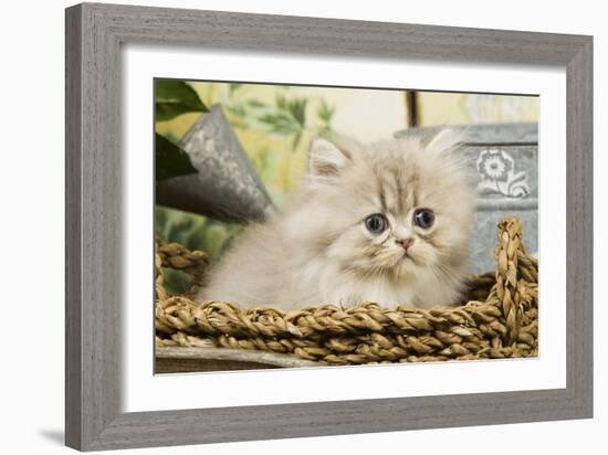 Blue Shaded Persian Kitten in Basket-null-Framed Photographic Print