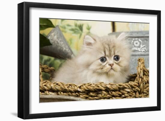 Blue Shaded Persian Kitten in Basket-null-Framed Photographic Print