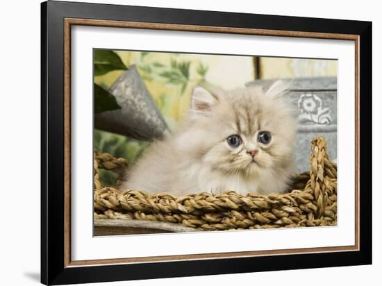 Blue Shaded Persian Kitten in Basket-null-Framed Photographic Print