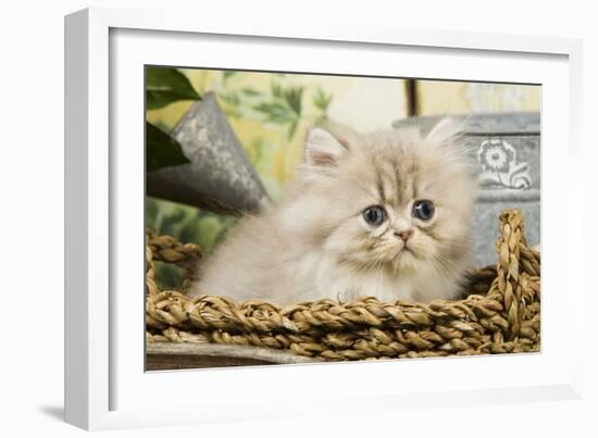 Blue Shaded Persian Kitten in Basket-null-Framed Photographic Print