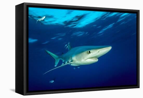 Blue shark and Pilot fish, Pico Island, Azores, Portugal-Franco Banfi-Framed Premier Image Canvas