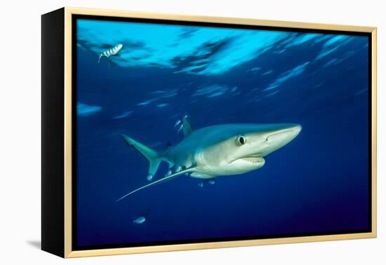 Blue shark and Pilot fish, Pico Island, Azores, Portugal-Franco Banfi-Framed Premier Image Canvas