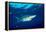 Blue shark and Pilot fish, Pico Island, Azores, Portugal-Franco Banfi-Framed Premier Image Canvas