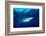 Blue shark and Pilot fish, Pico Island, Azores, Portugal-Franco Banfi-Framed Photographic Print