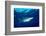 Blue shark and Pilot fish, Pico Island, Azores, Portugal-Franco Banfi-Framed Photographic Print