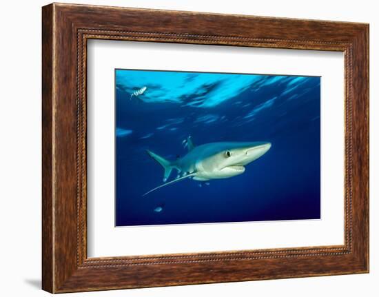 Blue shark and Pilot fish, Pico Island, Azores, Portugal-Franco Banfi-Framed Photographic Print